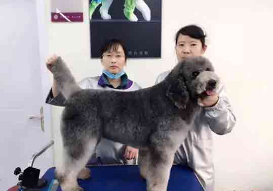 學寵物美容師就業工資高嗎寵物美容市場怎么樣？.jpg