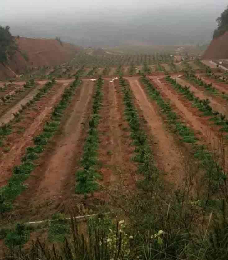 大橘大利【出差報告總結】贛南臍橙實地考察.jpg